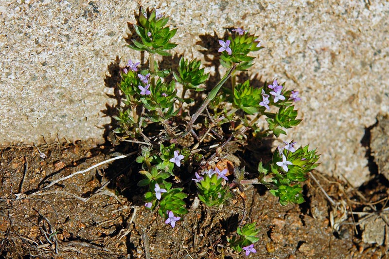 Sherardia arvensis